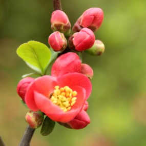 豐慶公園之春花爛漫