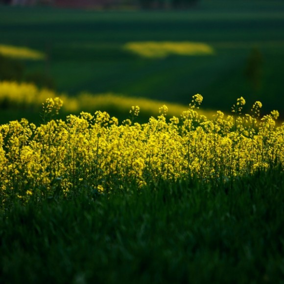 油菜花