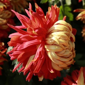 菊花仙子