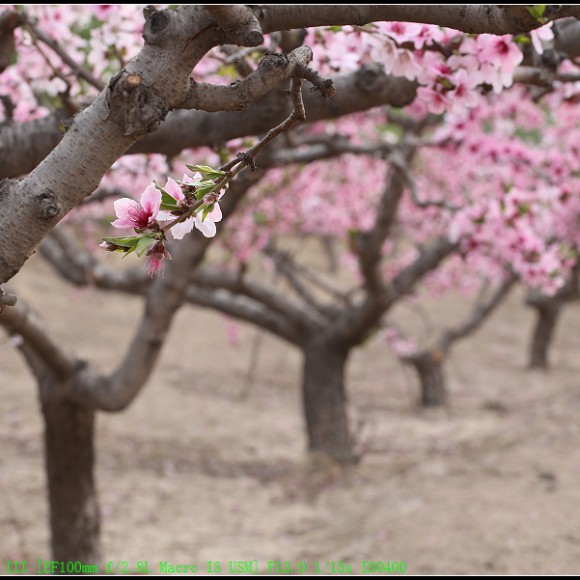 一组桃花练手，请拍砖