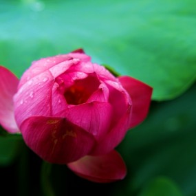 雨中荷