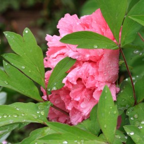 春雨润牡丹