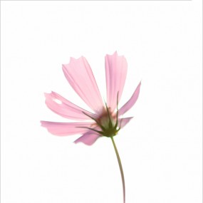 素秋