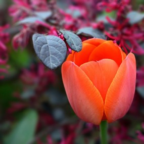 春花争艳