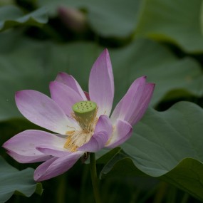 静荷之美