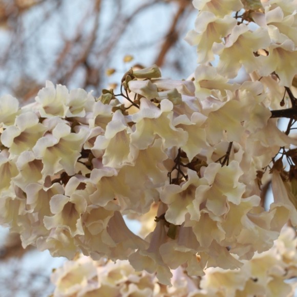 4月拍花1