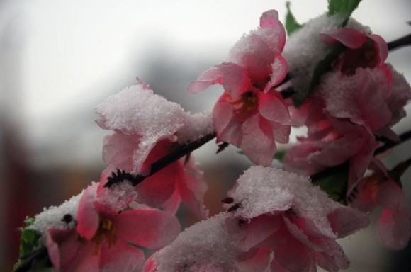 雪花飞舞闹新春