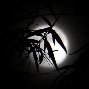 又到月圆时