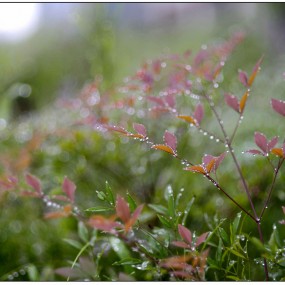 雨中草