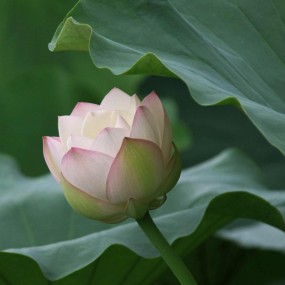 出污泥不染也