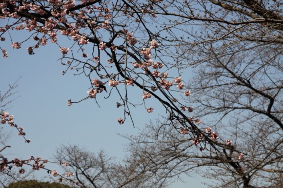 日本采风