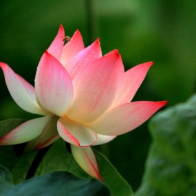 莲湖的荷