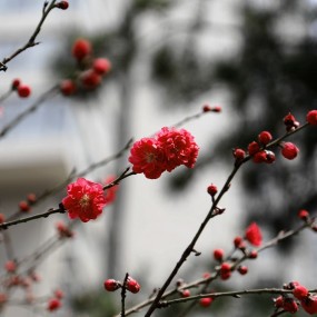 小区花开---续
