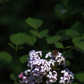 丁香花开