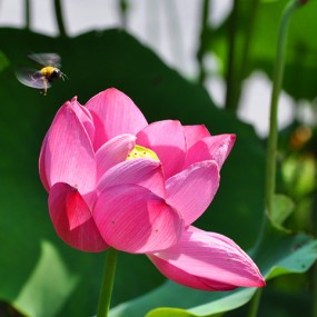 荷花