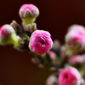 西安植物园的花