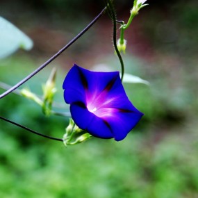 牵牛花随拍