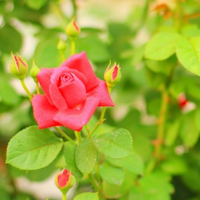 玫瑰花