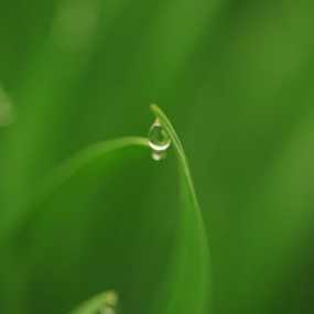 雨露滋润春苗壮